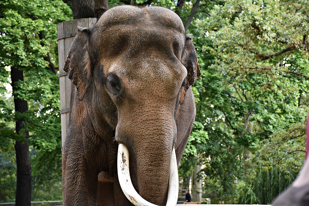 Asian Elephant