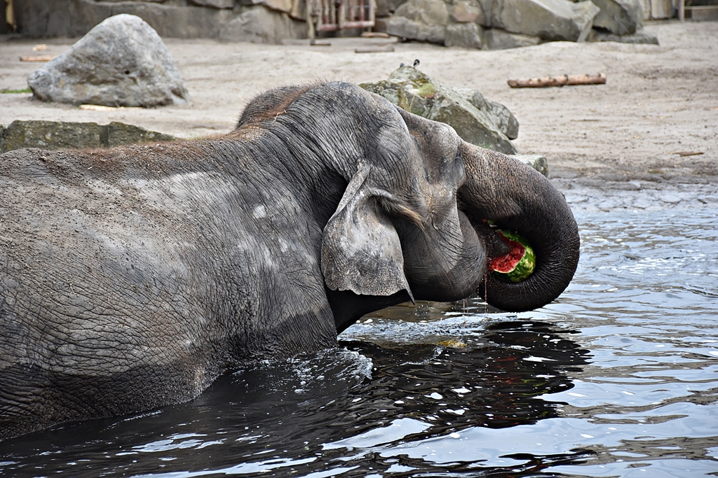 Asian Elephant
