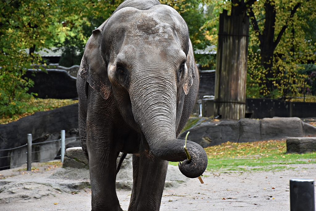 Asian Elephant