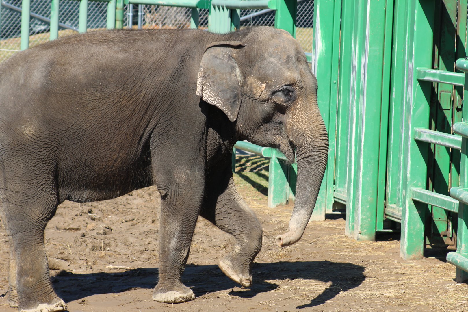 Asian Elephant