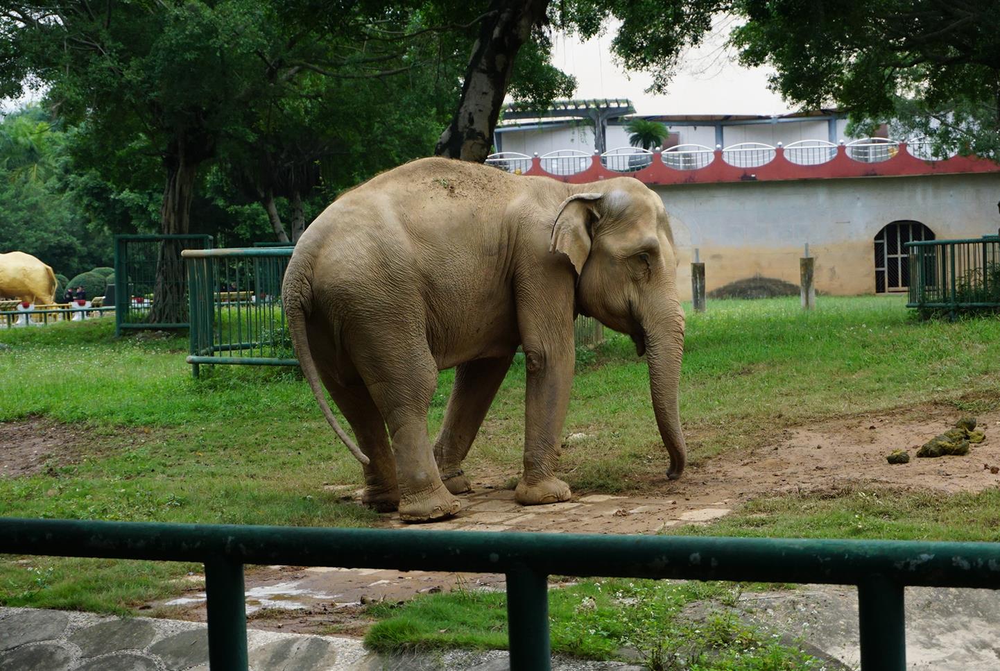Asian elephant