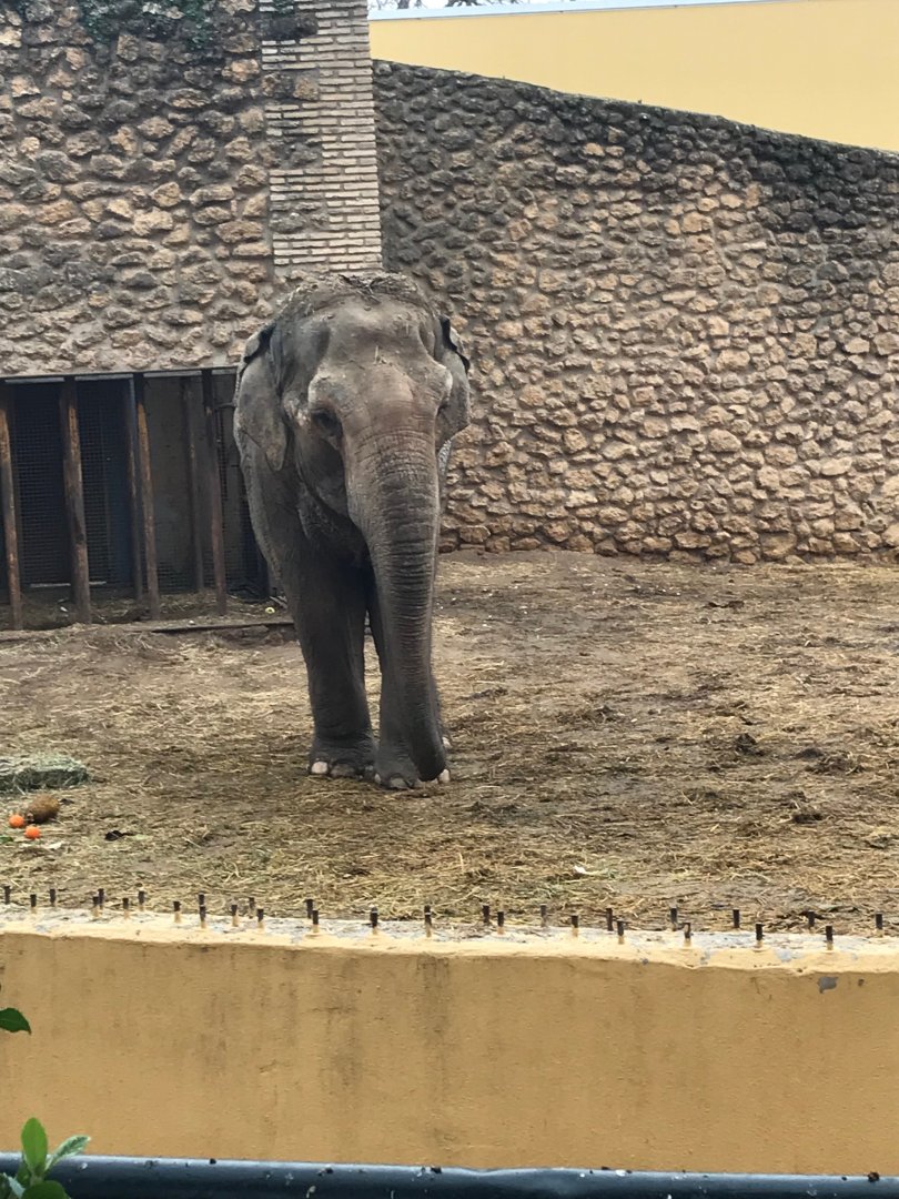 Asian Elephant