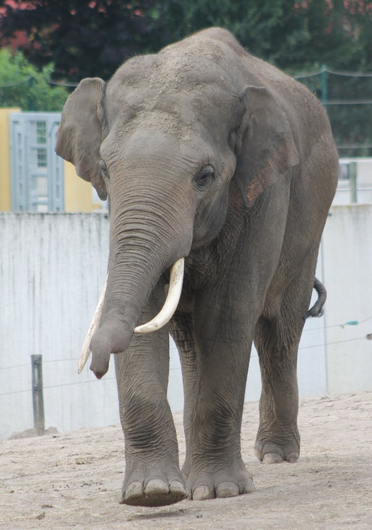 Asian elephant
