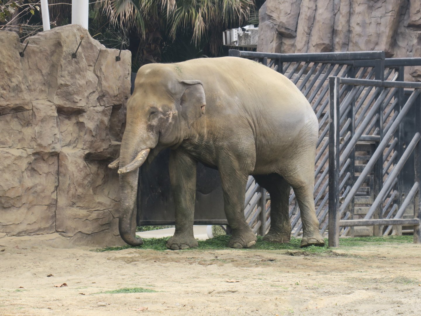 Asian elephant
