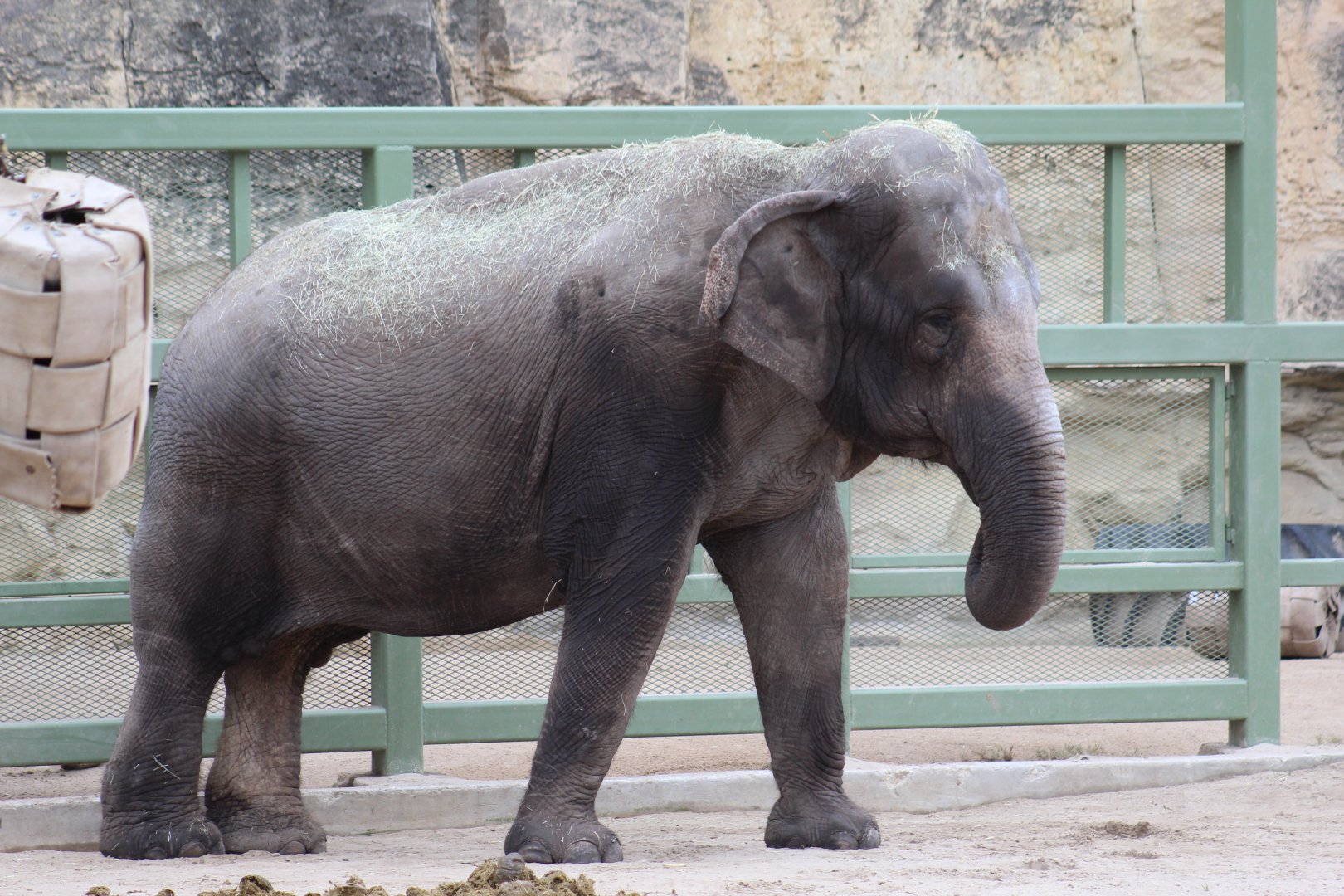 Asian Elephant