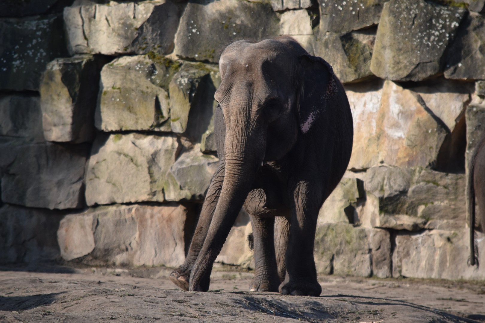 Asian elephant