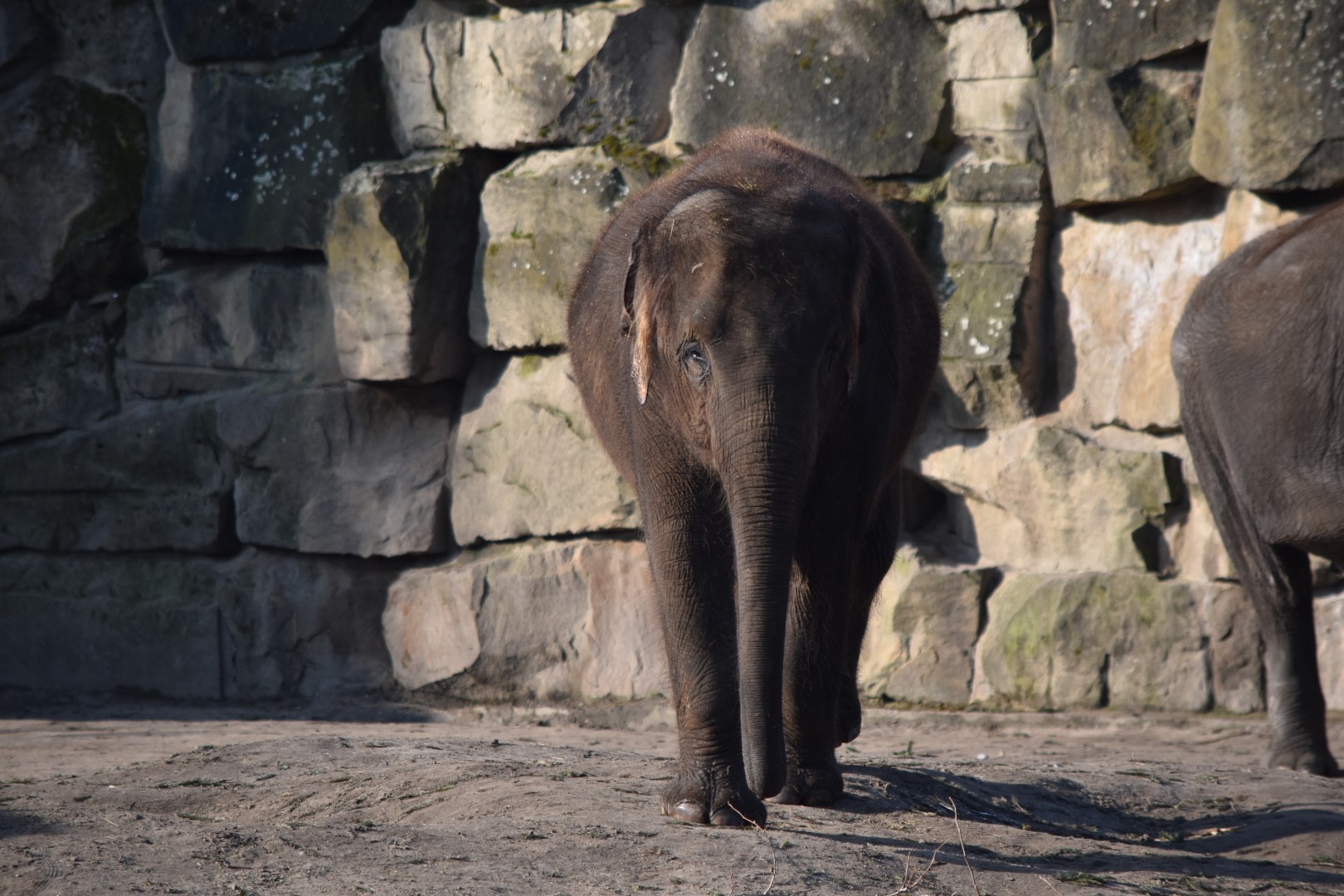 Asian elephant