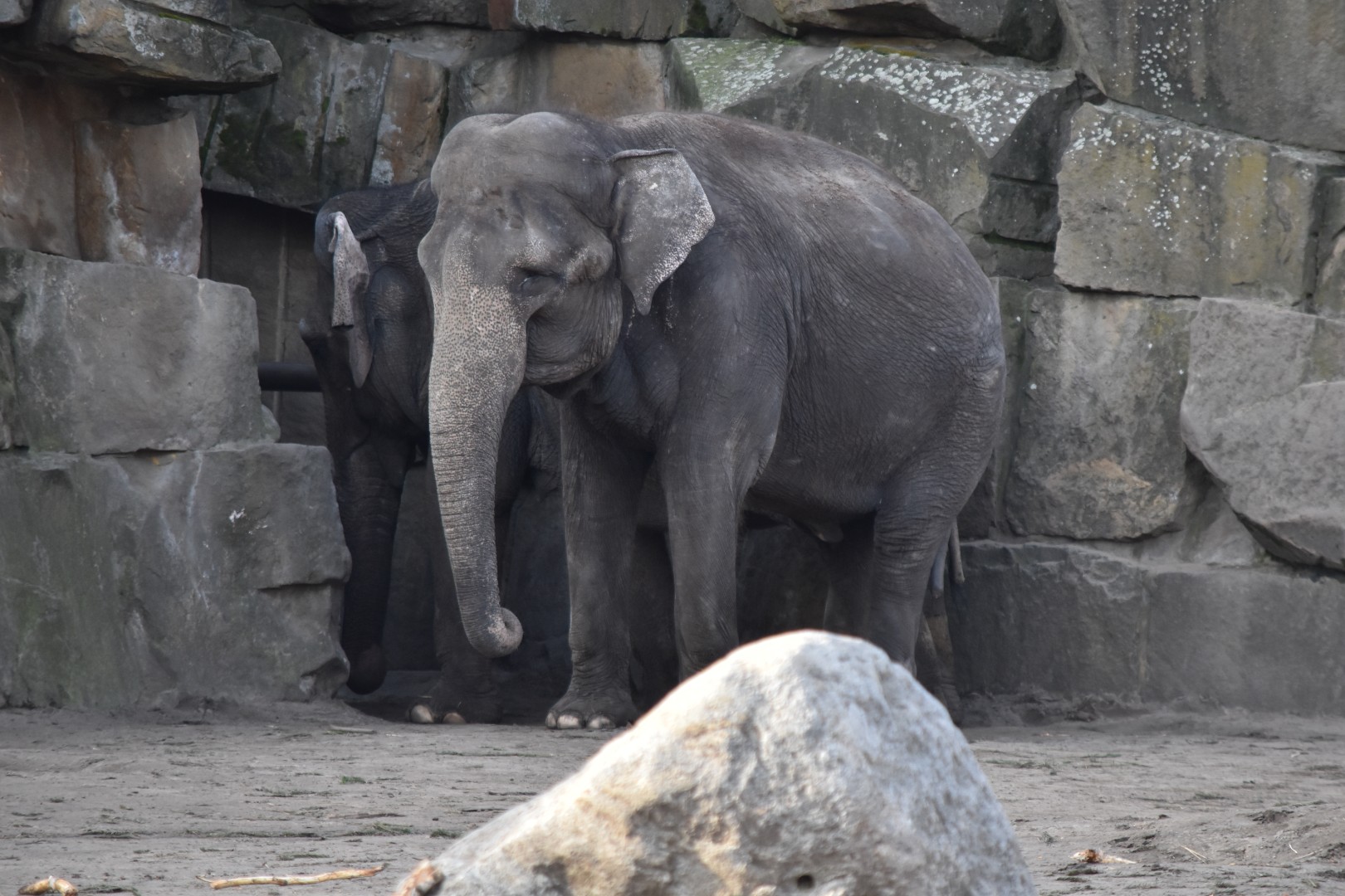 Asian elephant