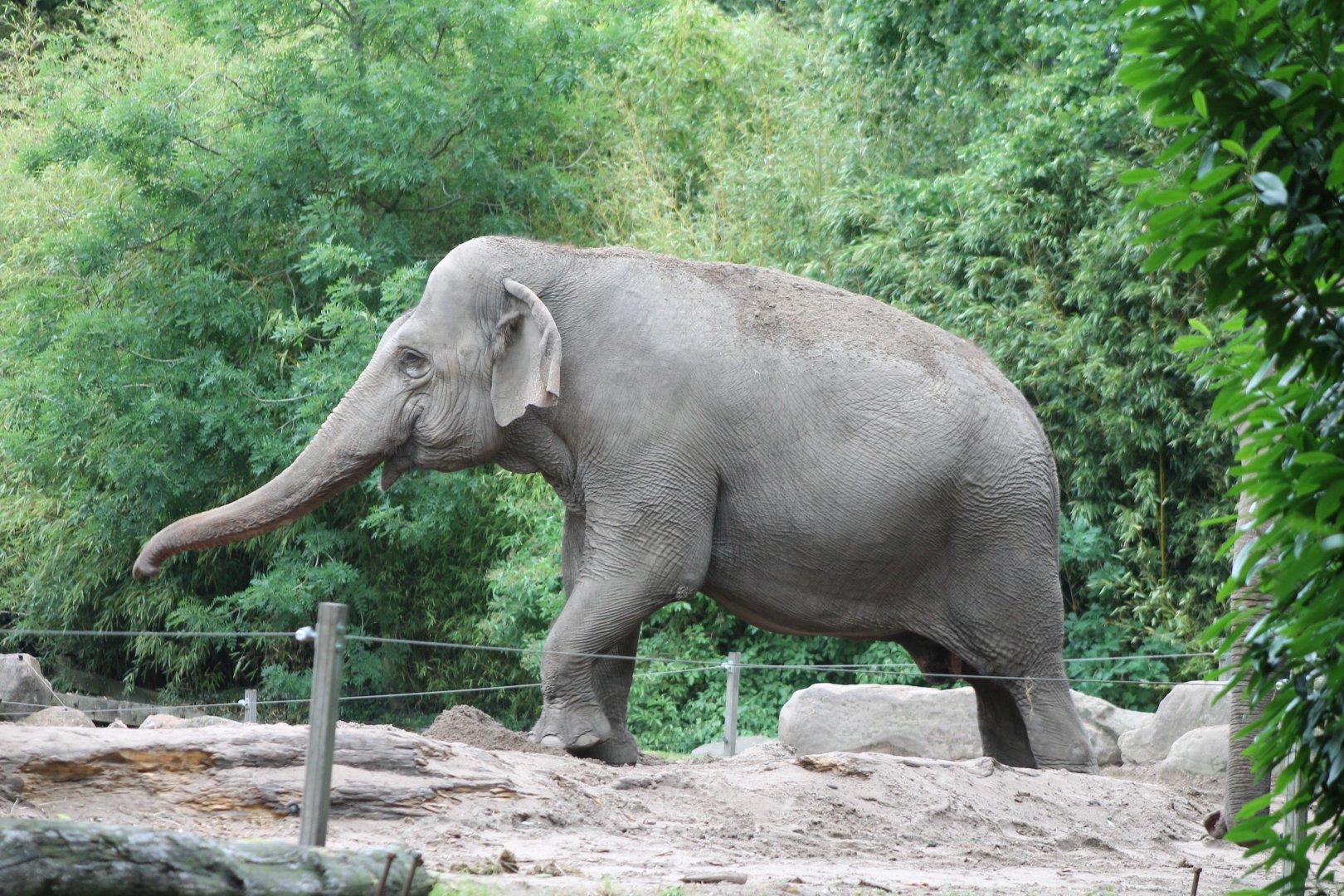 Asian elephant