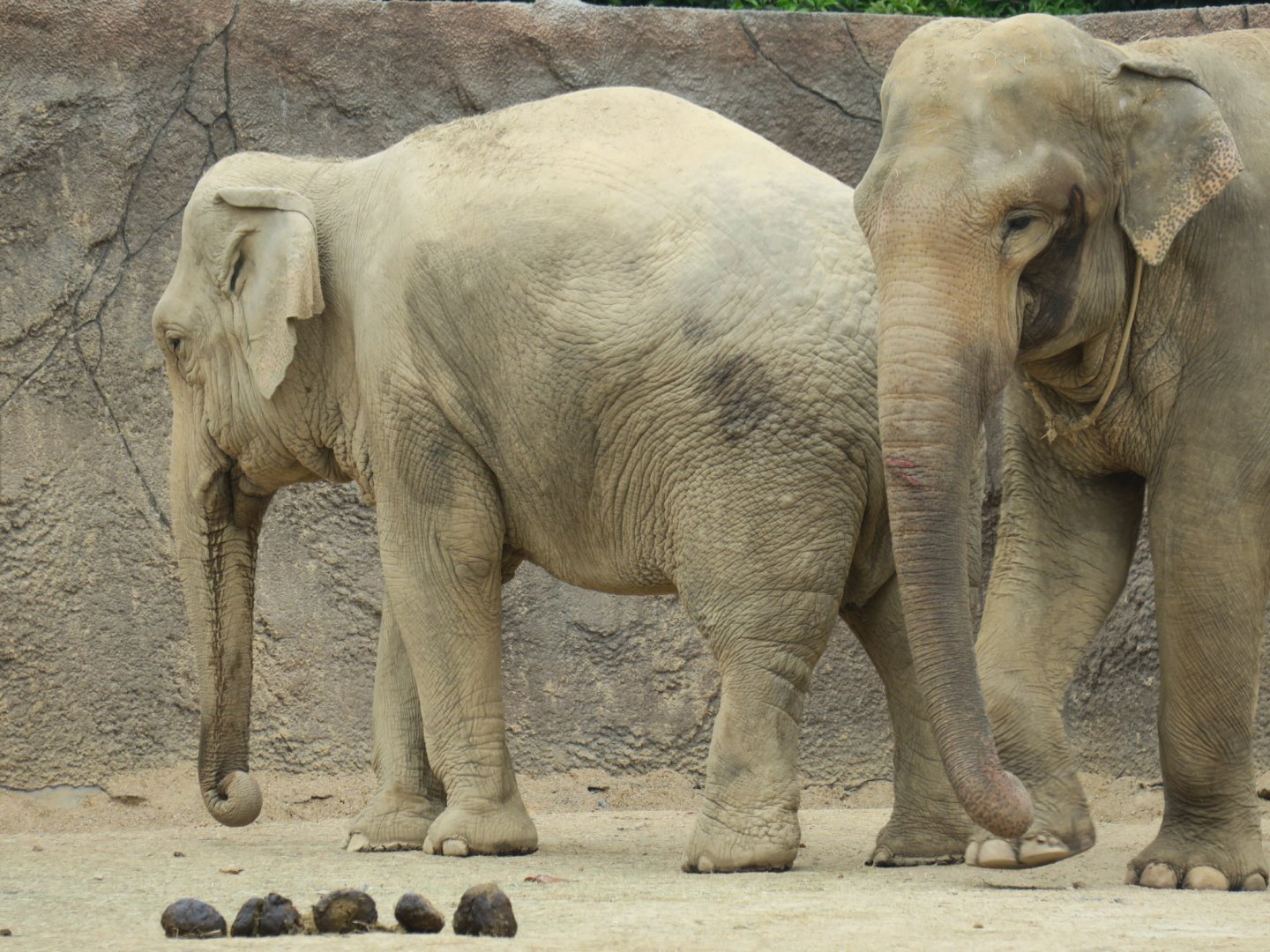 Asian elephant