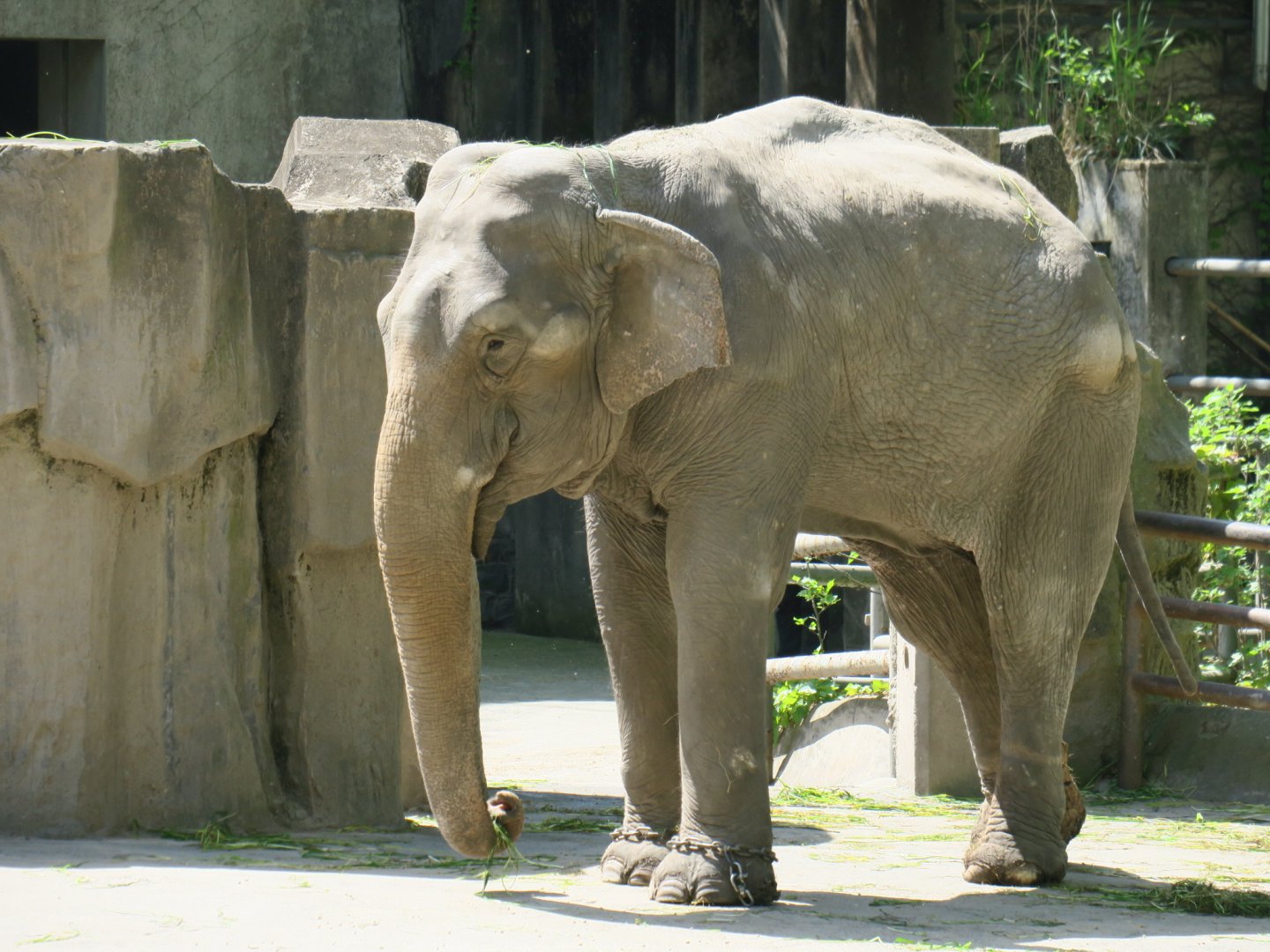 Asian elephant