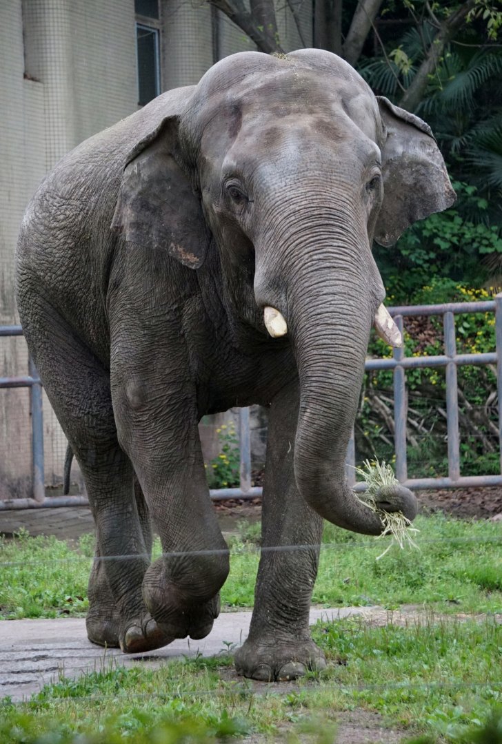 Asian elephant