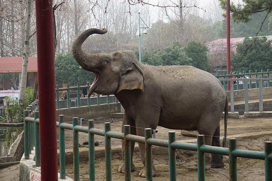 Asian elephant
