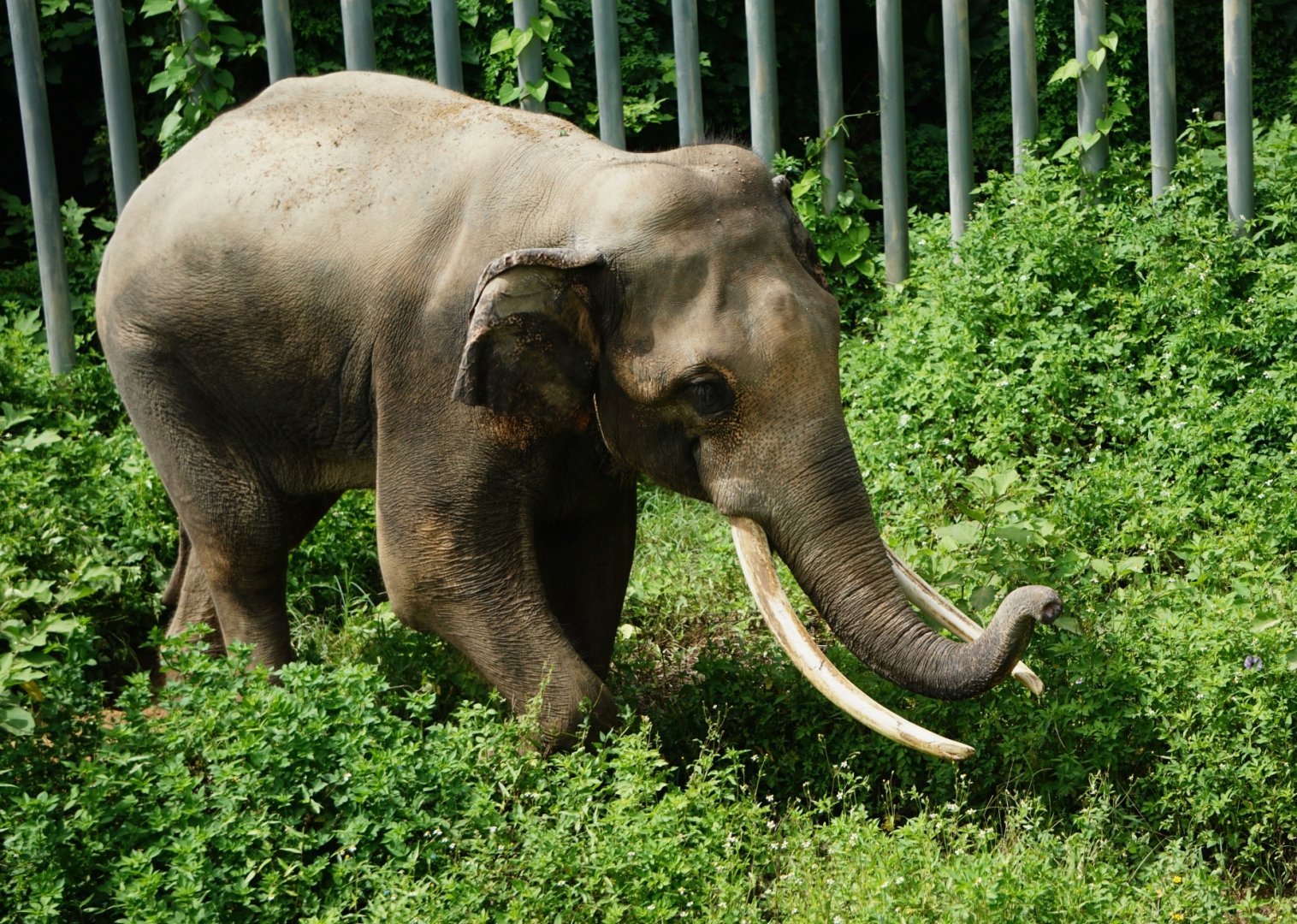 Asian elephant