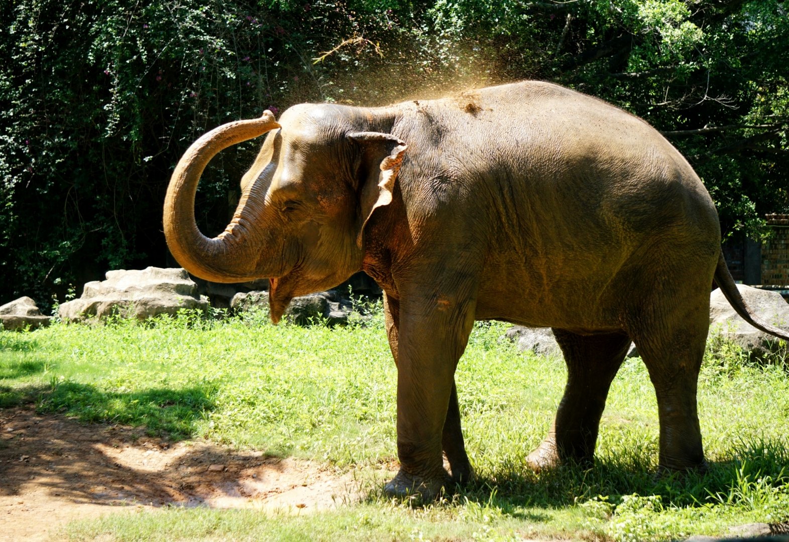 Asian elephant