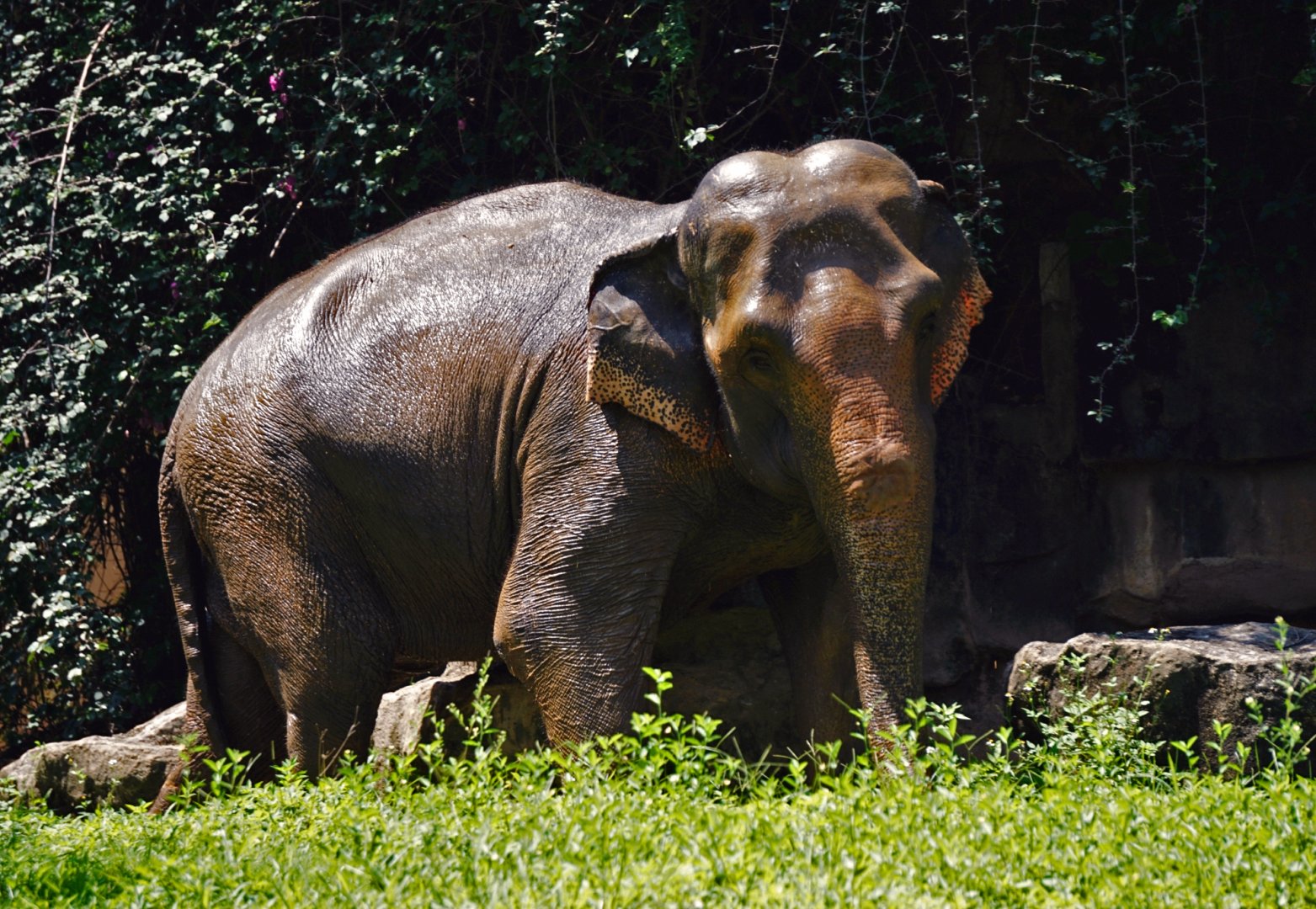 Asian elephant