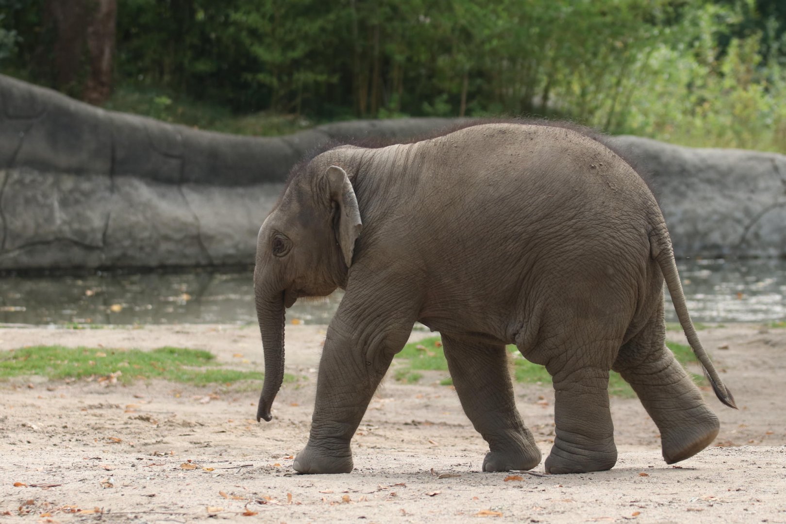 Asian elephant