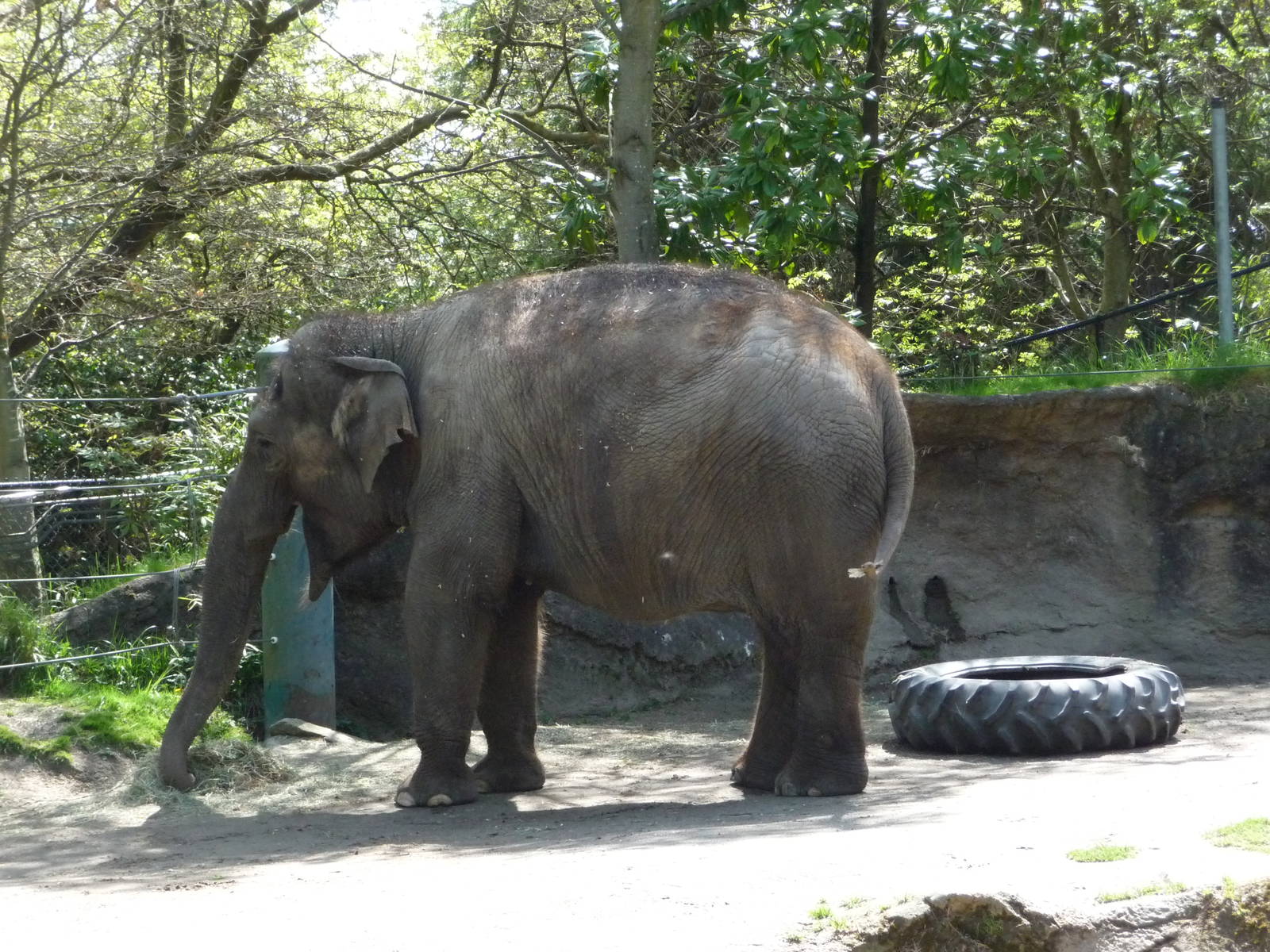 Asian Elephant