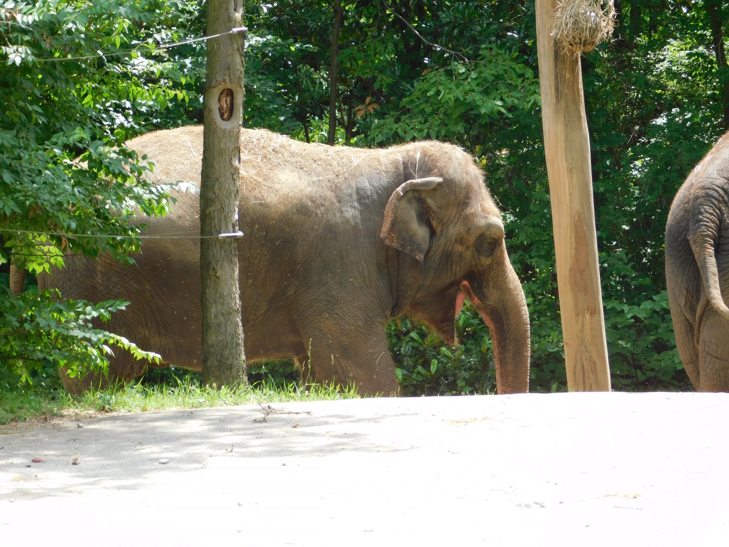 Asian Elephant