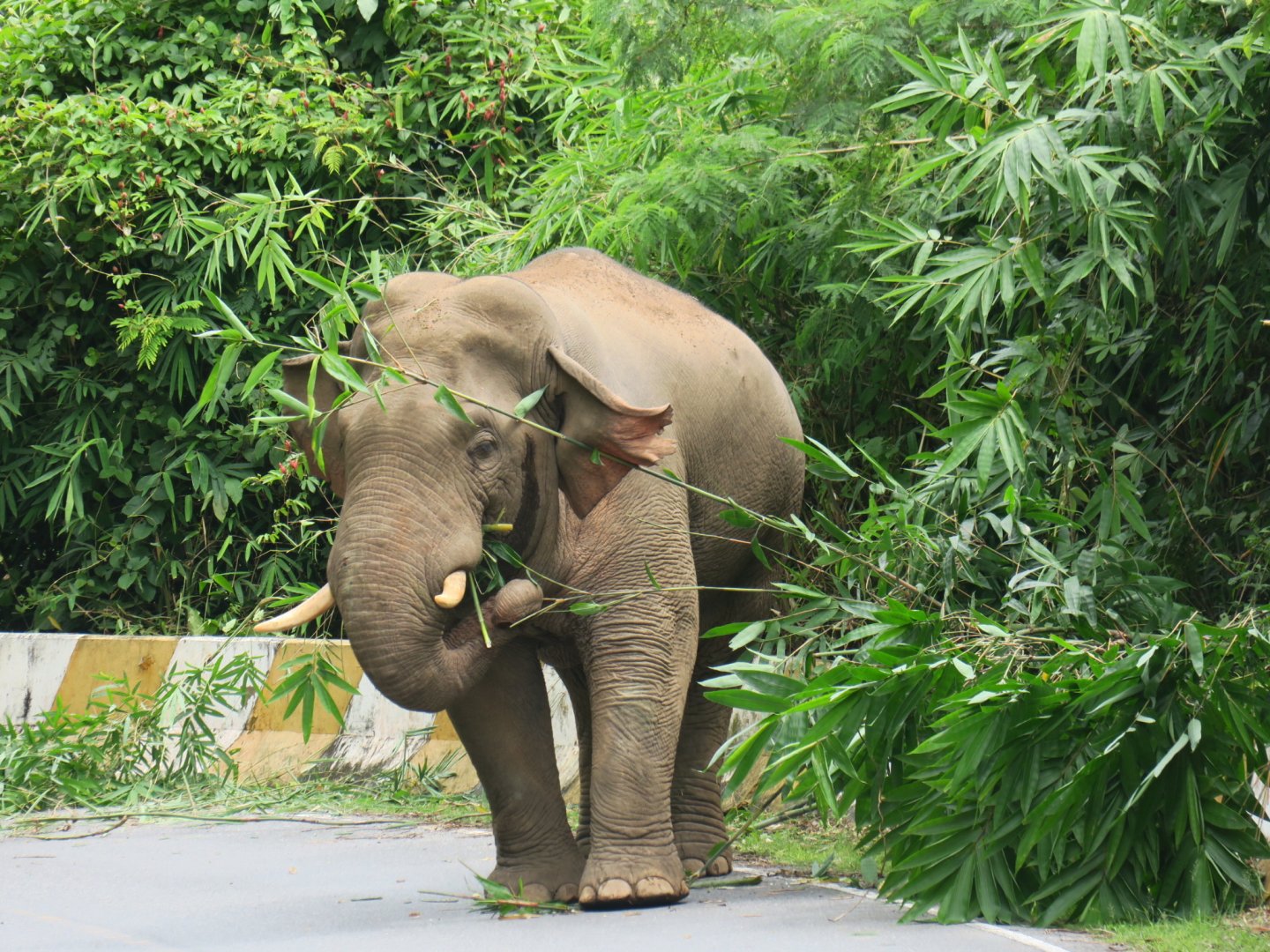 Asian elephant