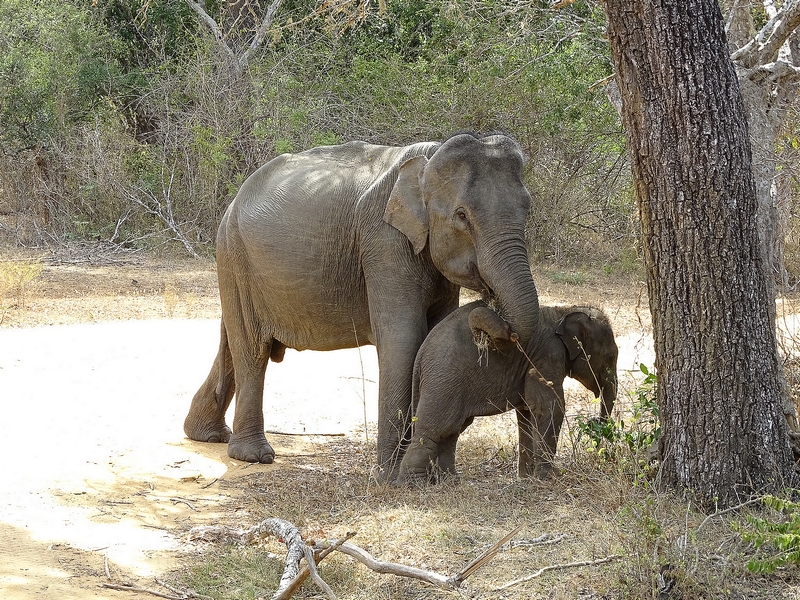 Asian elephant