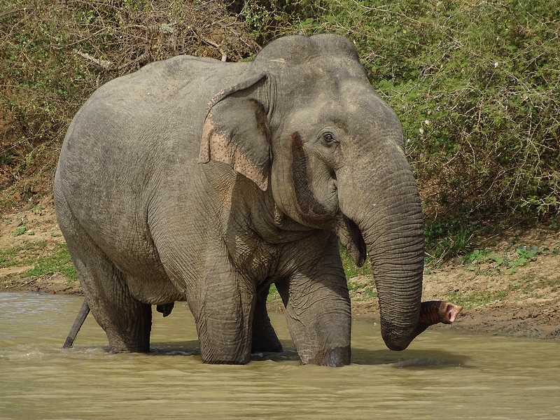 Asian elephant