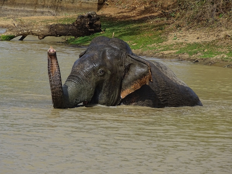 Asian elephant