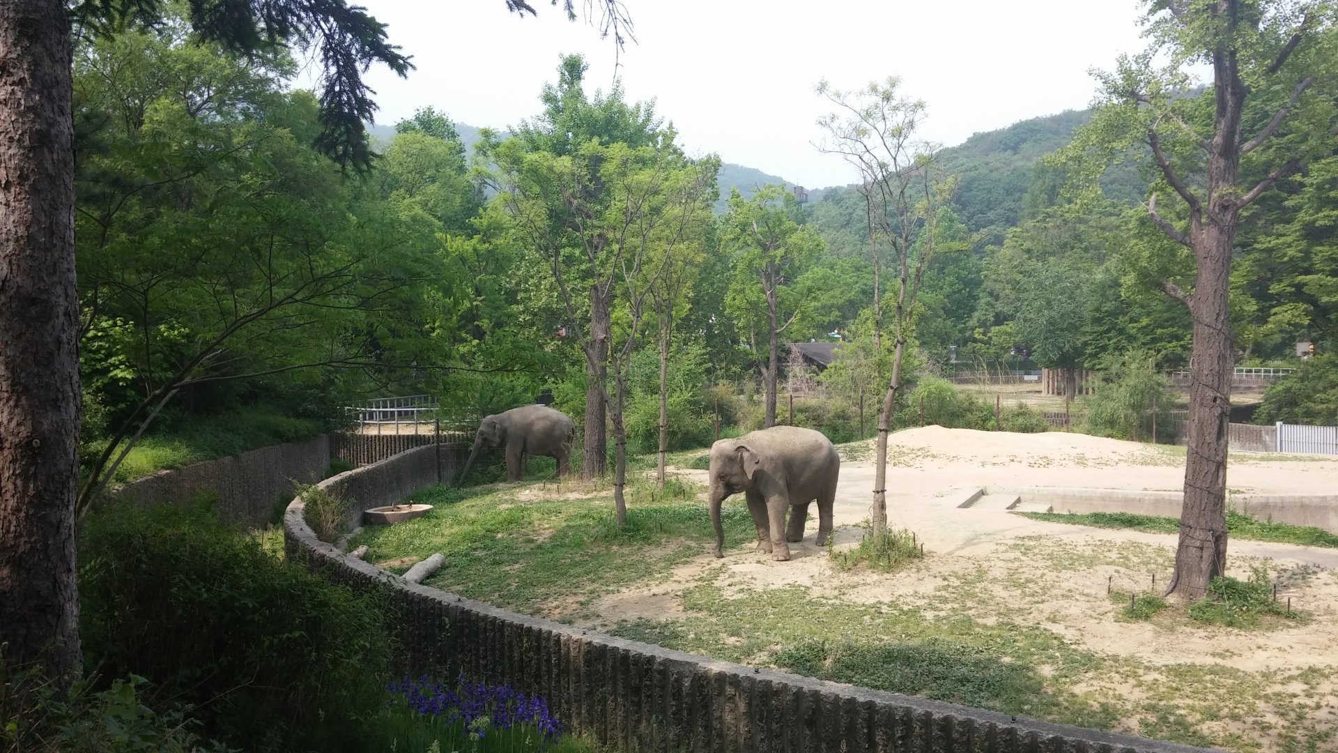 Asian Elephant