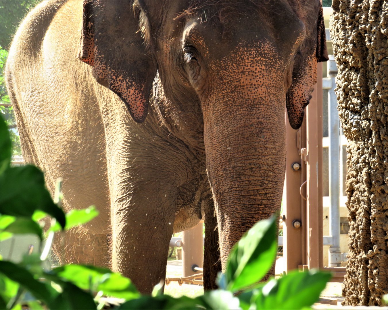 Asian elephant