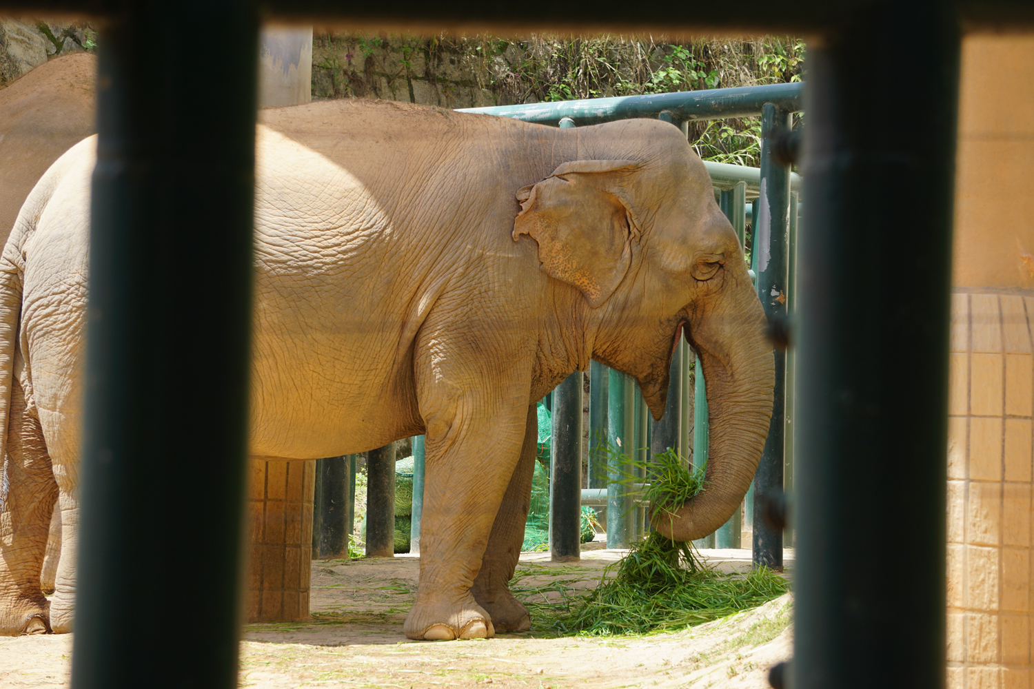Asian elephant