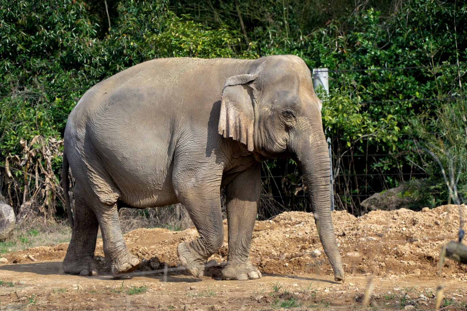 Asian elephant