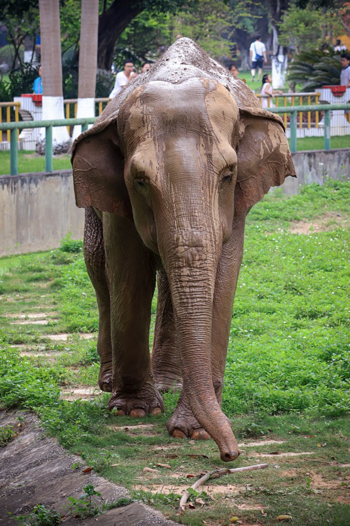 Asian elephant