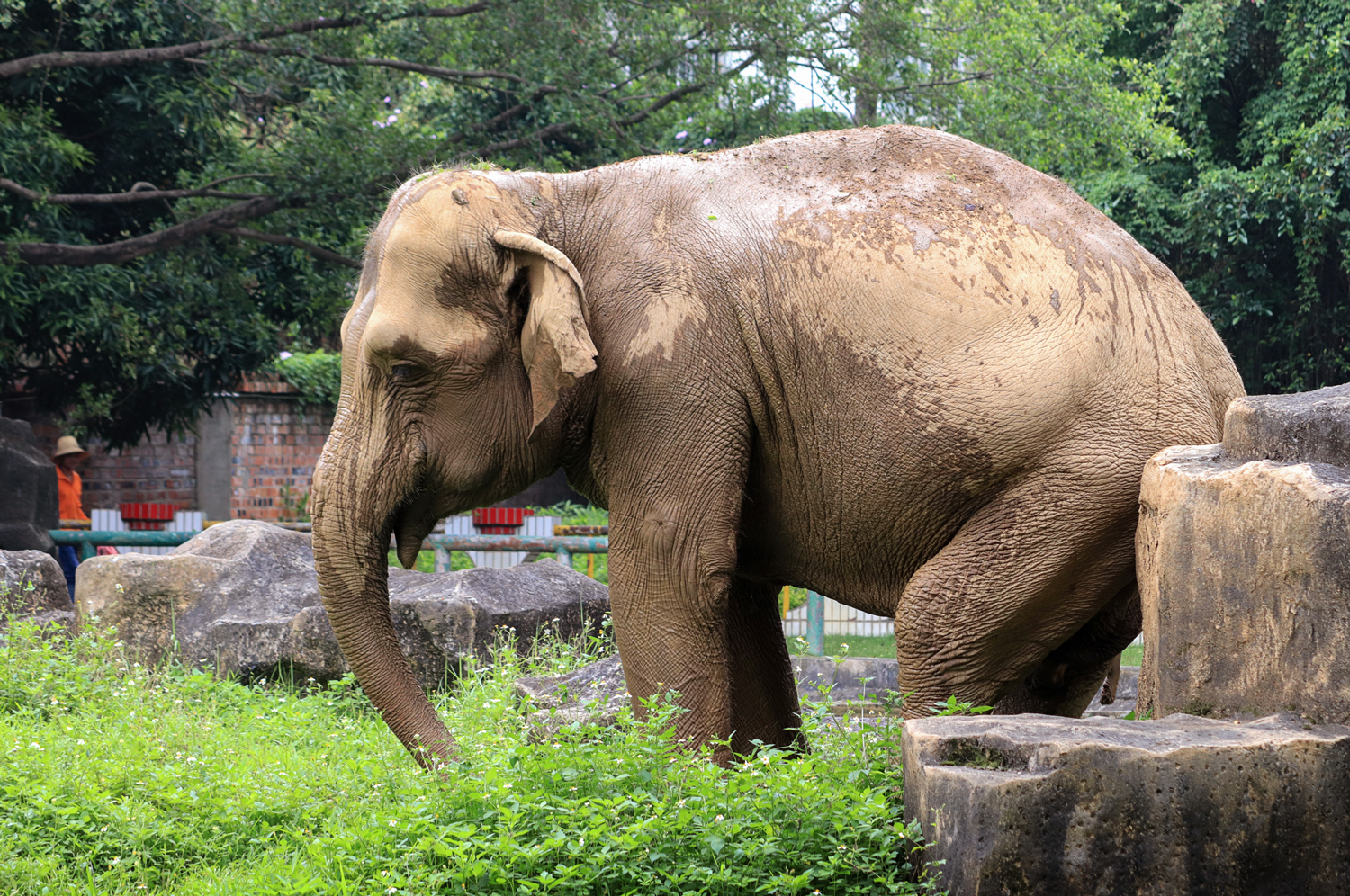 Asian elephant