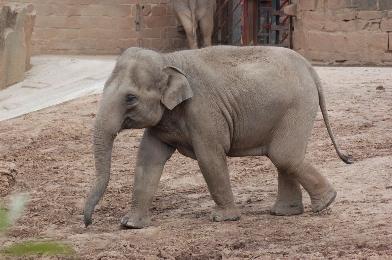 Asian Elephant