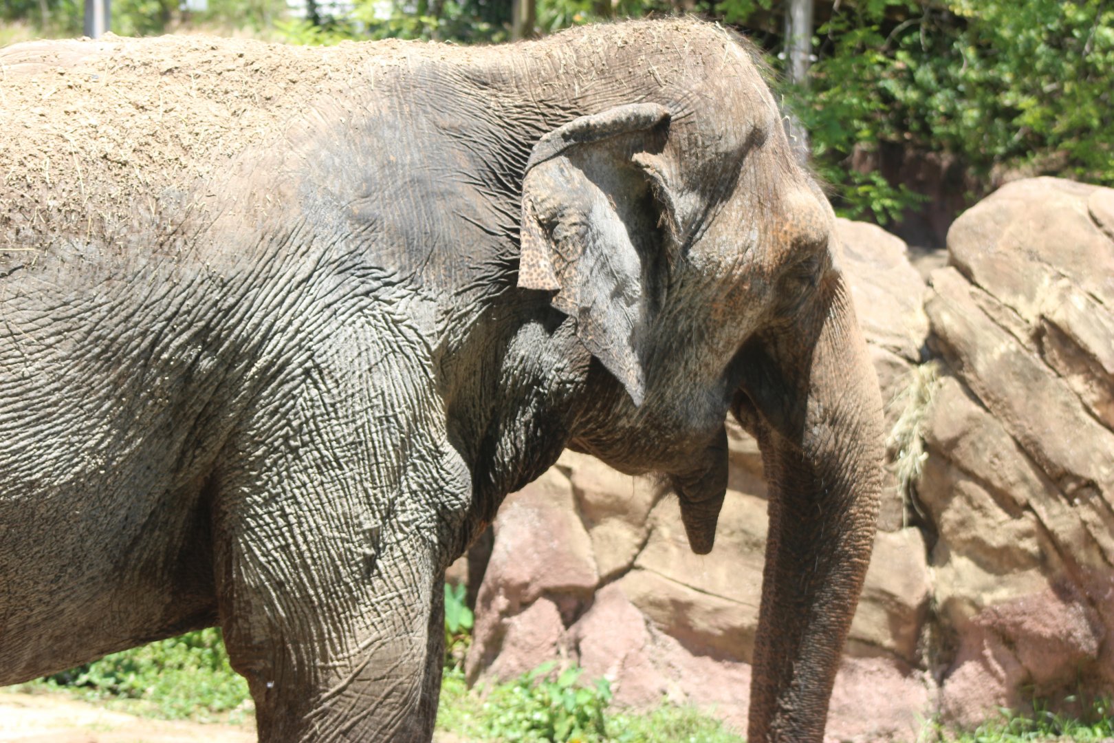 Asian Elephant