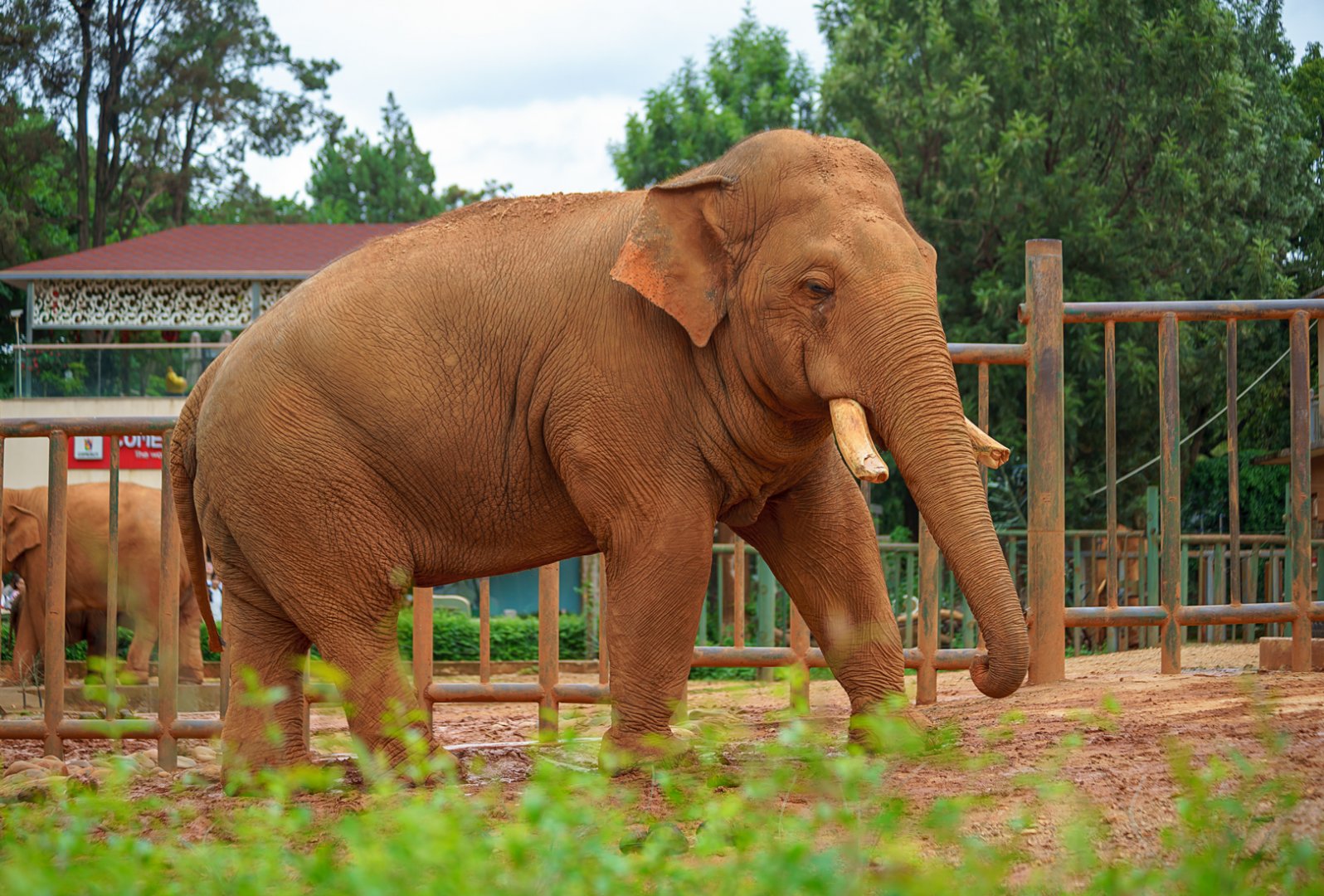 Asian elephant