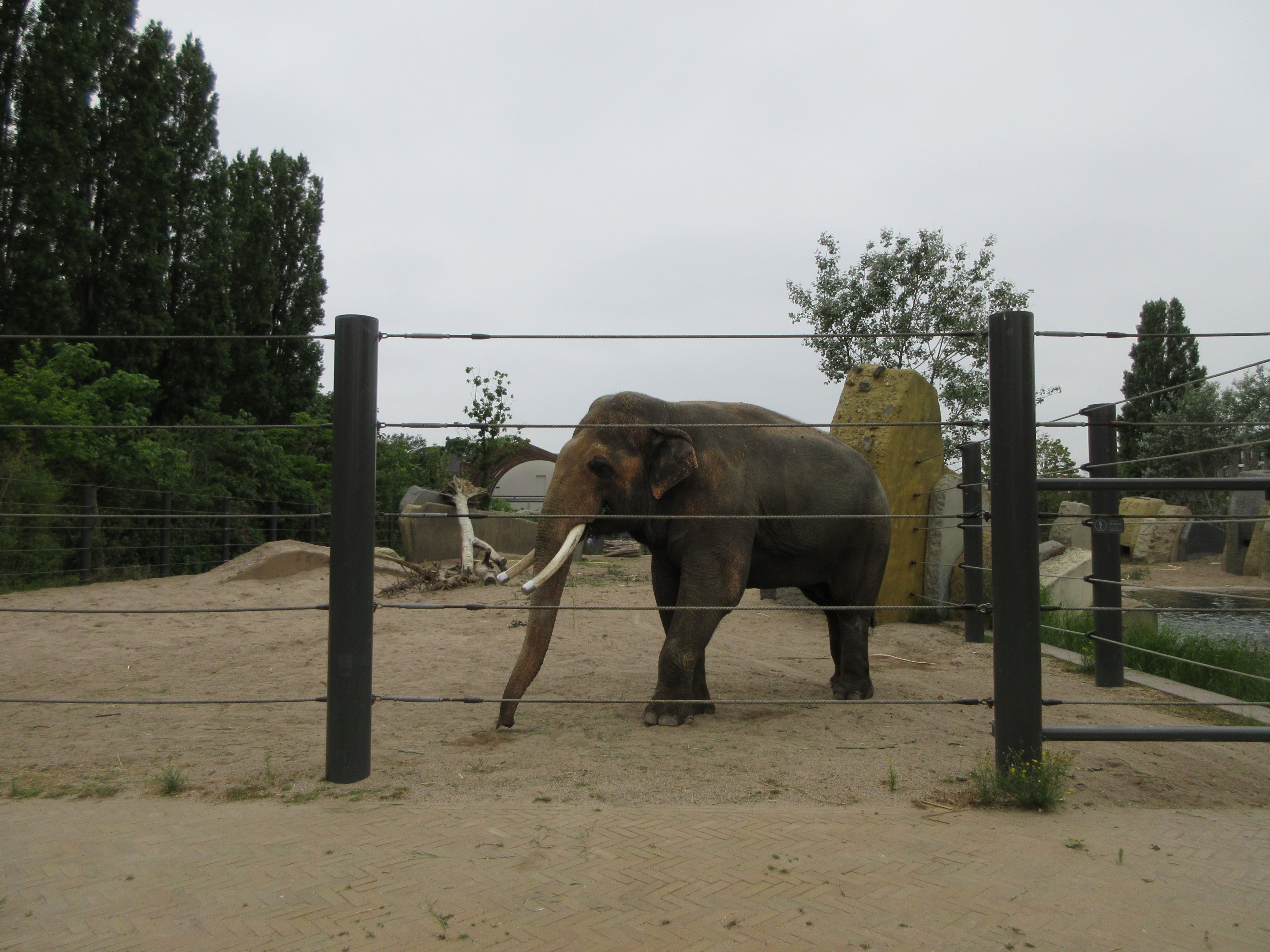 Asian Elephant