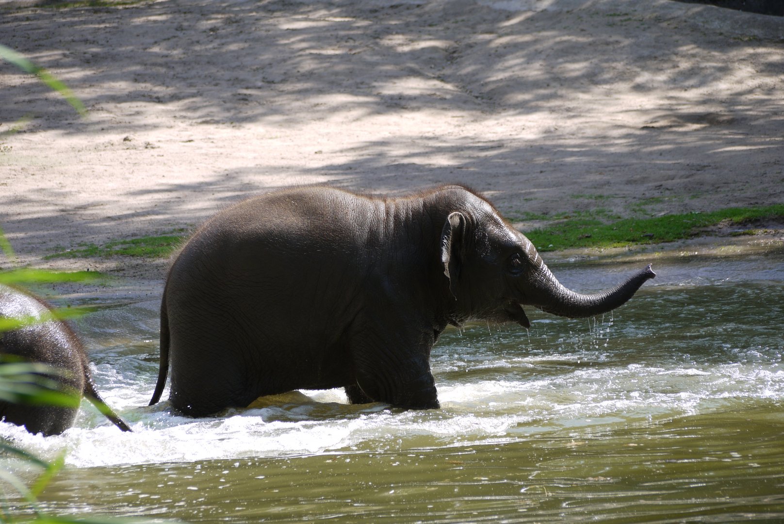 Asian Elephant