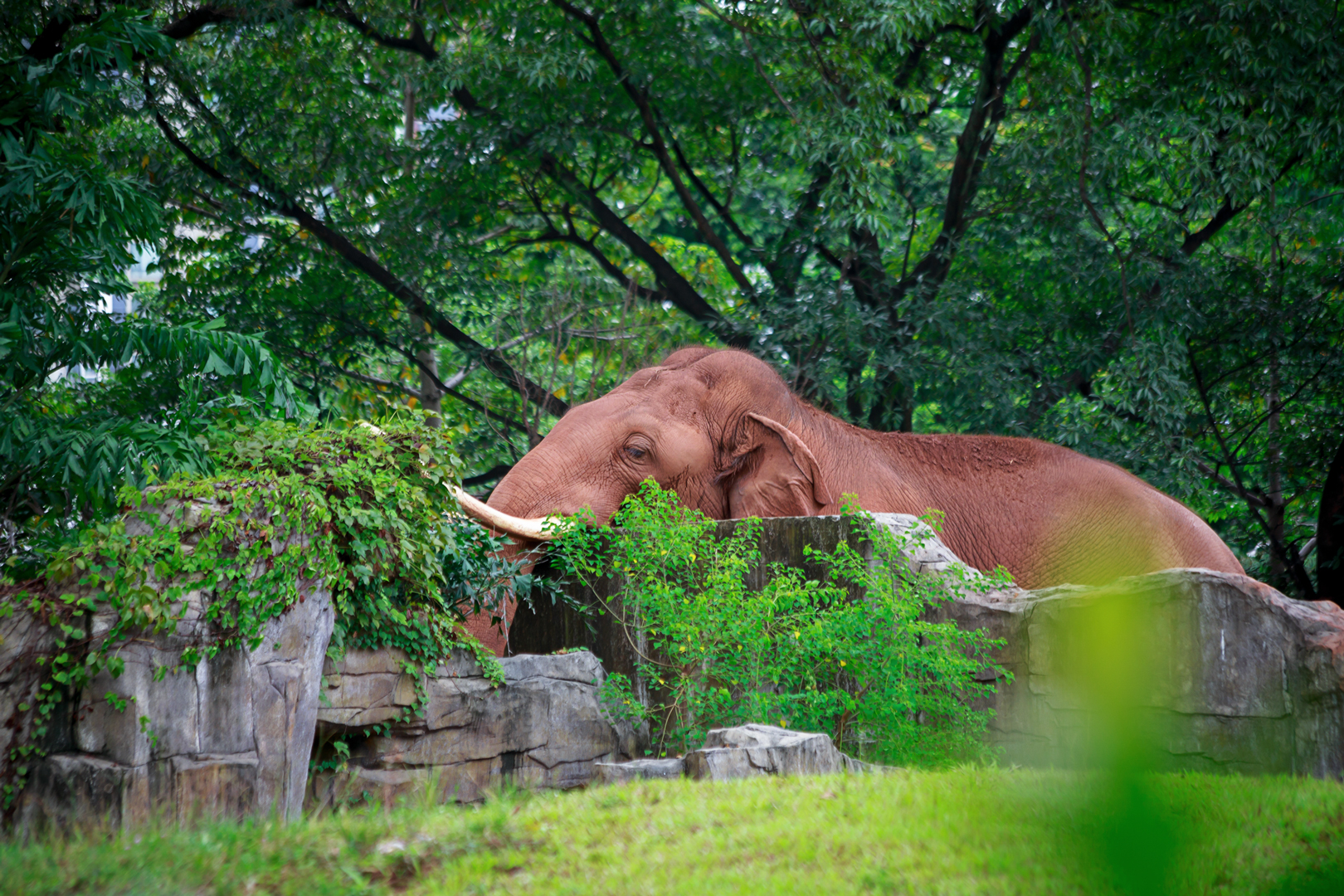 Asian elephant