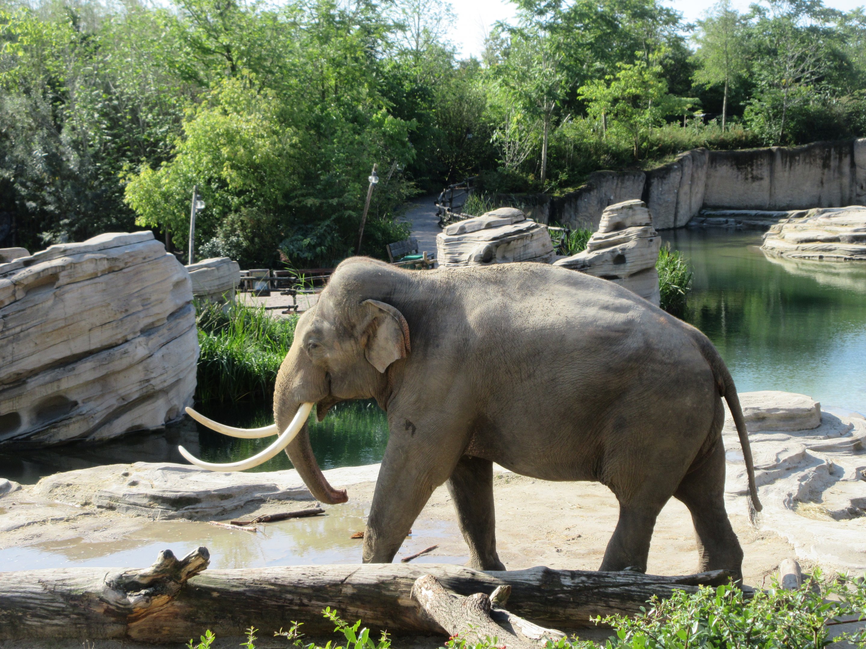 Asian Elephant