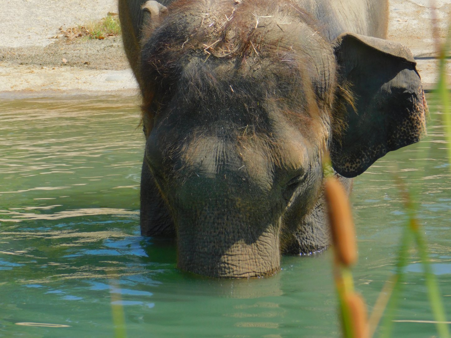 Asian Elephant