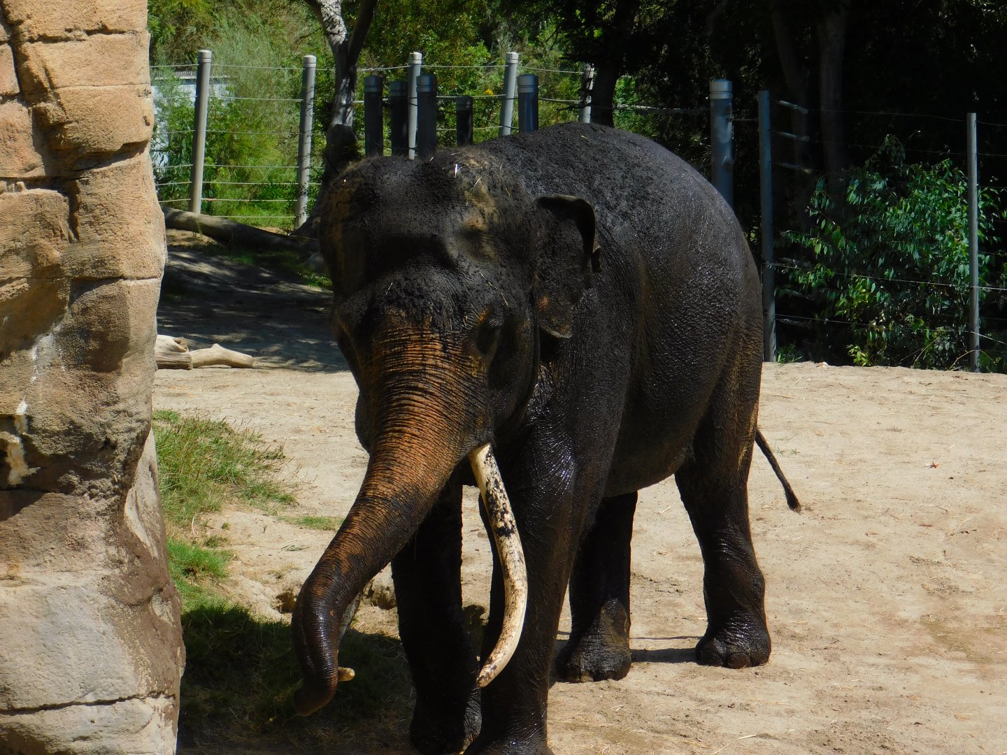 Asian Elephant
