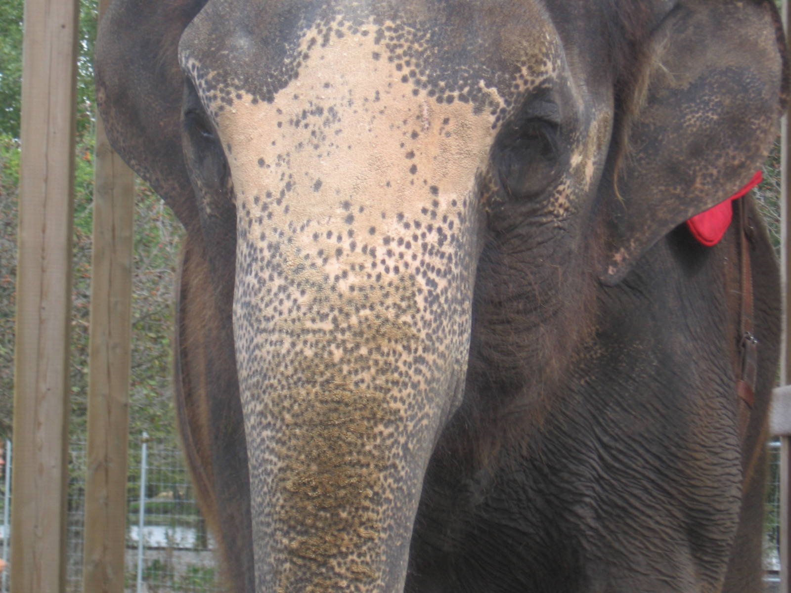 Asian Elephant