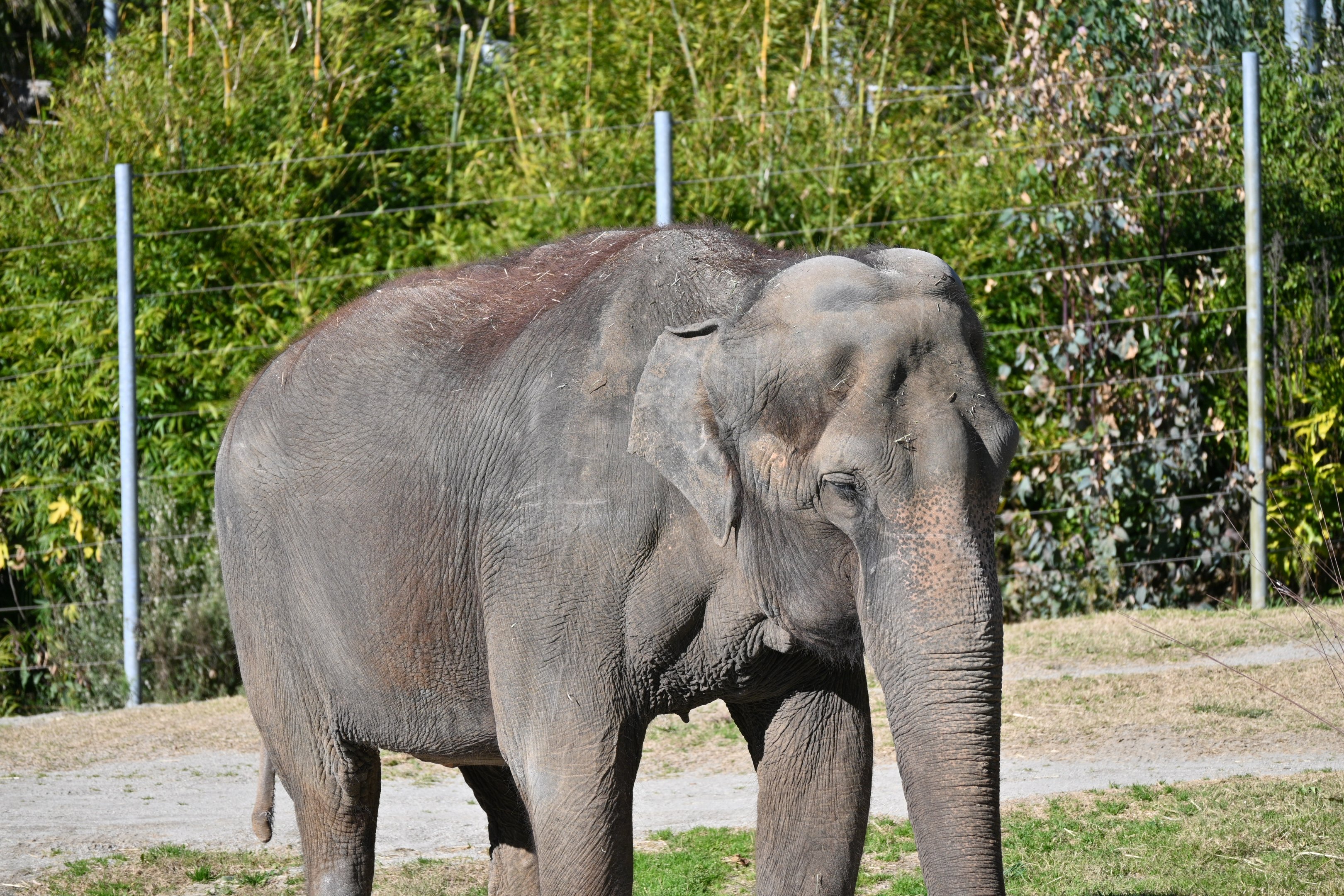 Asian Elephant