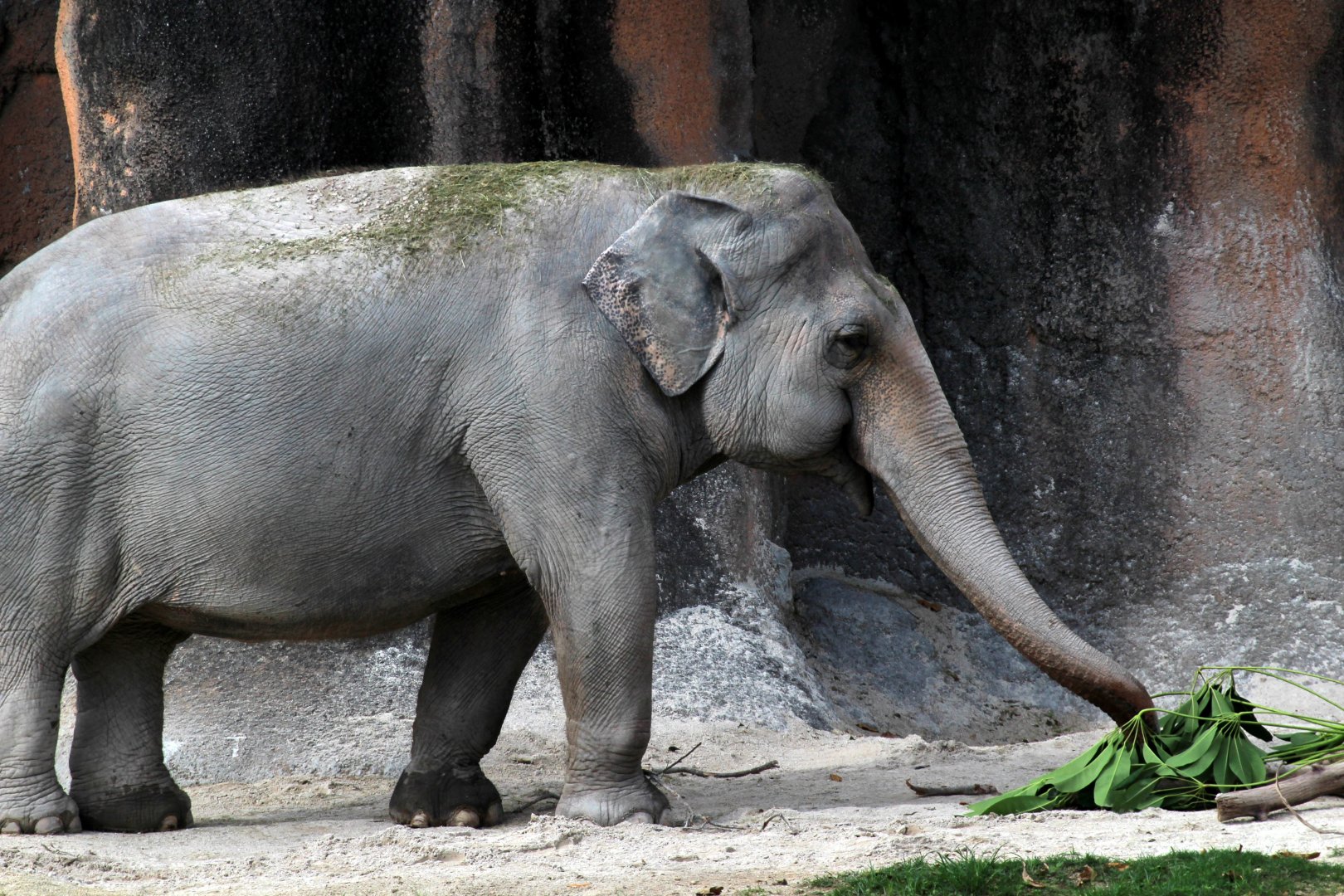 Asian Elephant