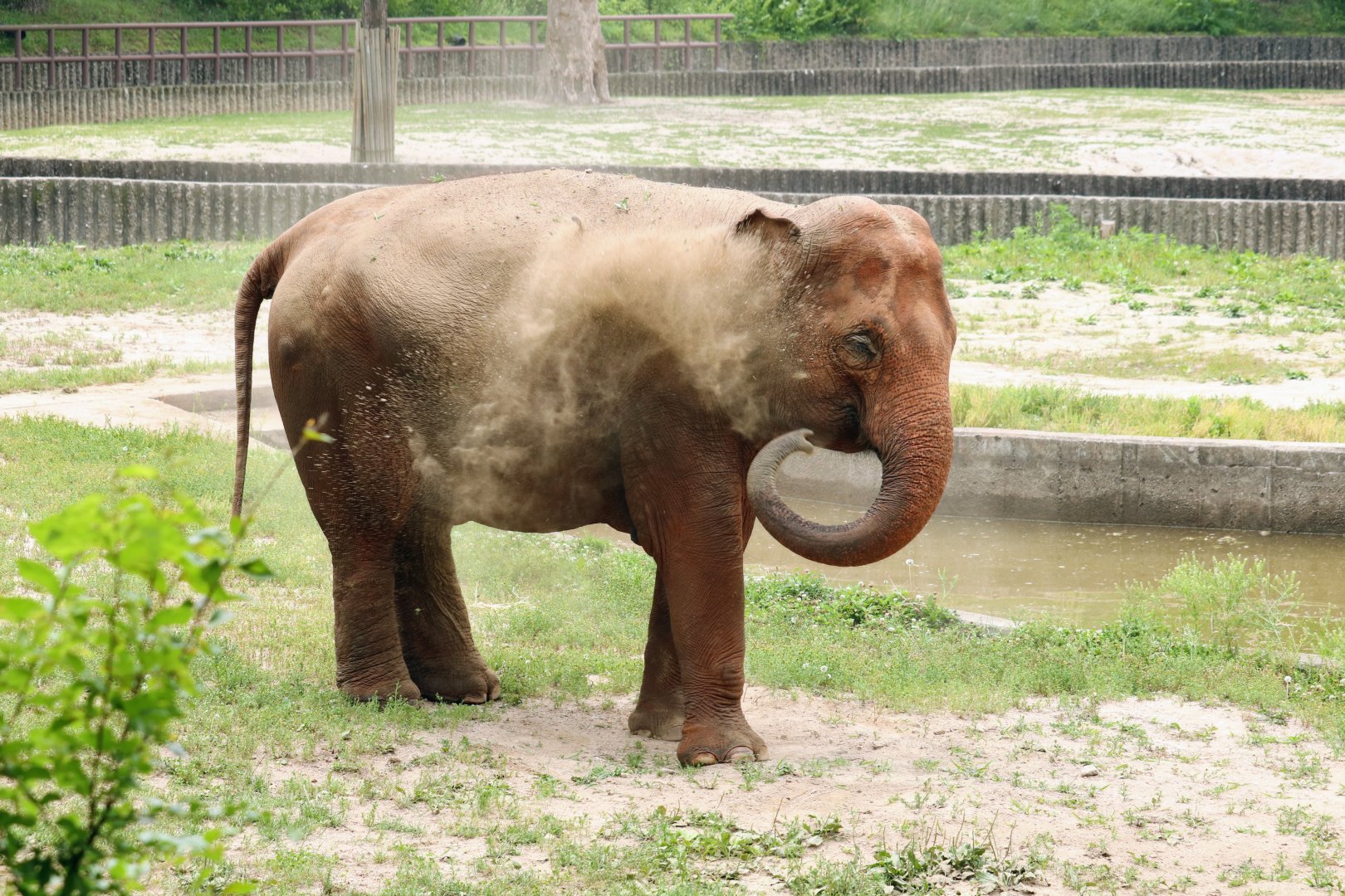 Asian Elephant