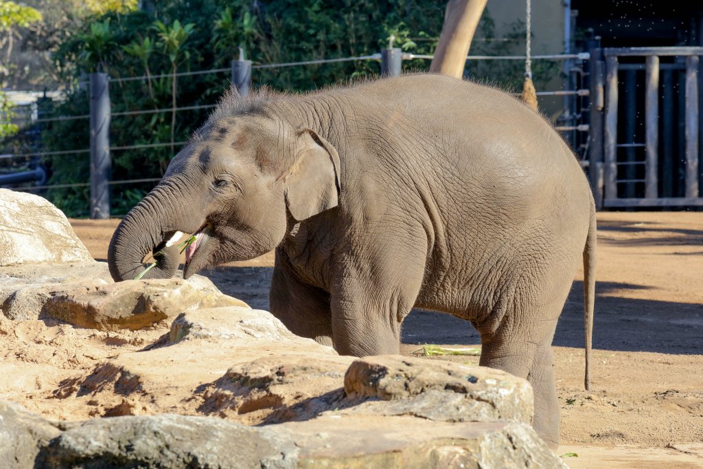 Asian Elephant