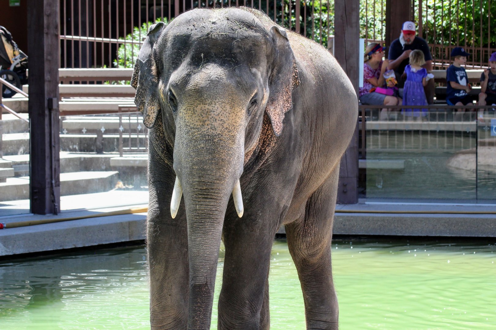 Asian Elephant