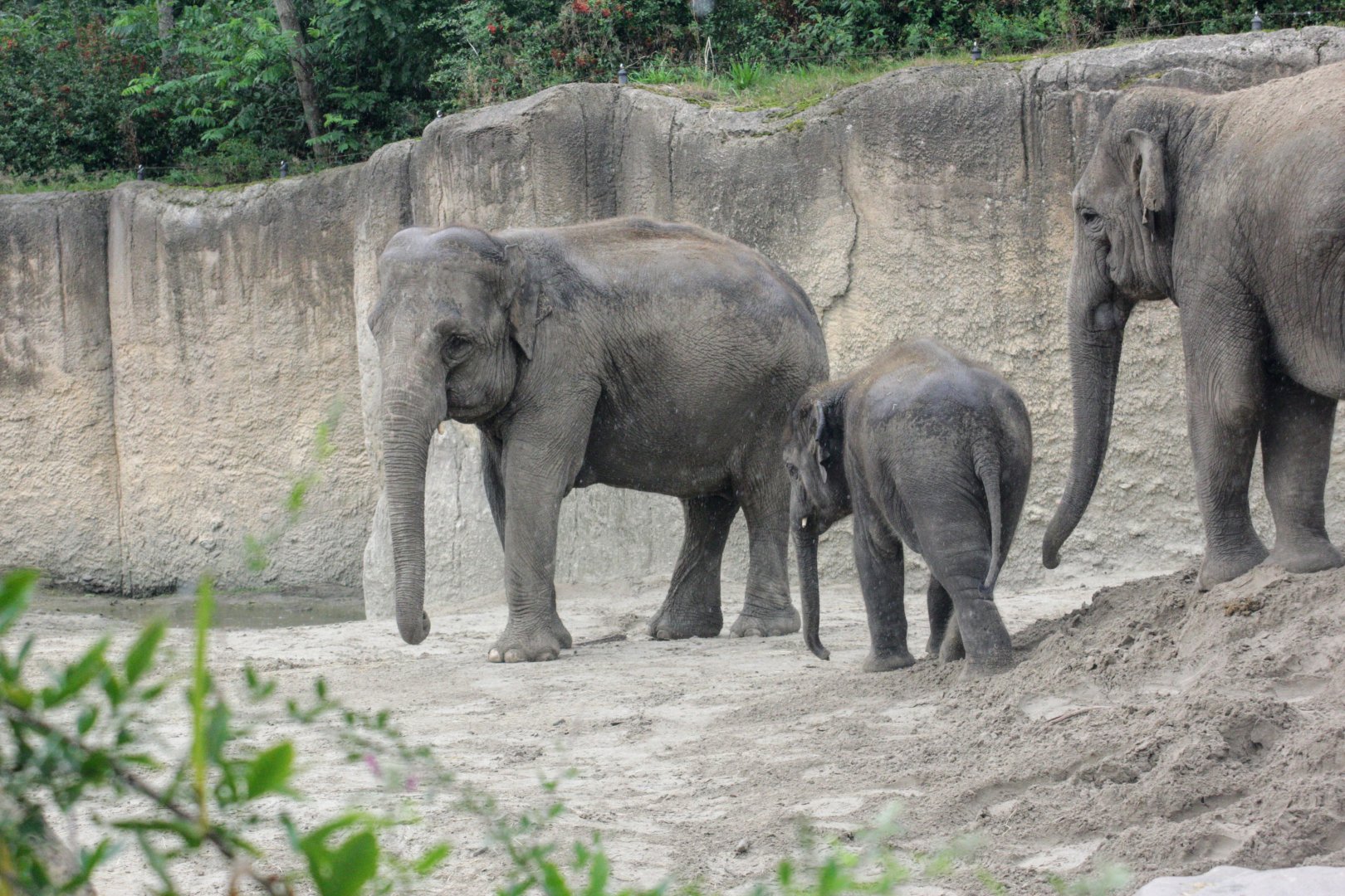 Asian elephant