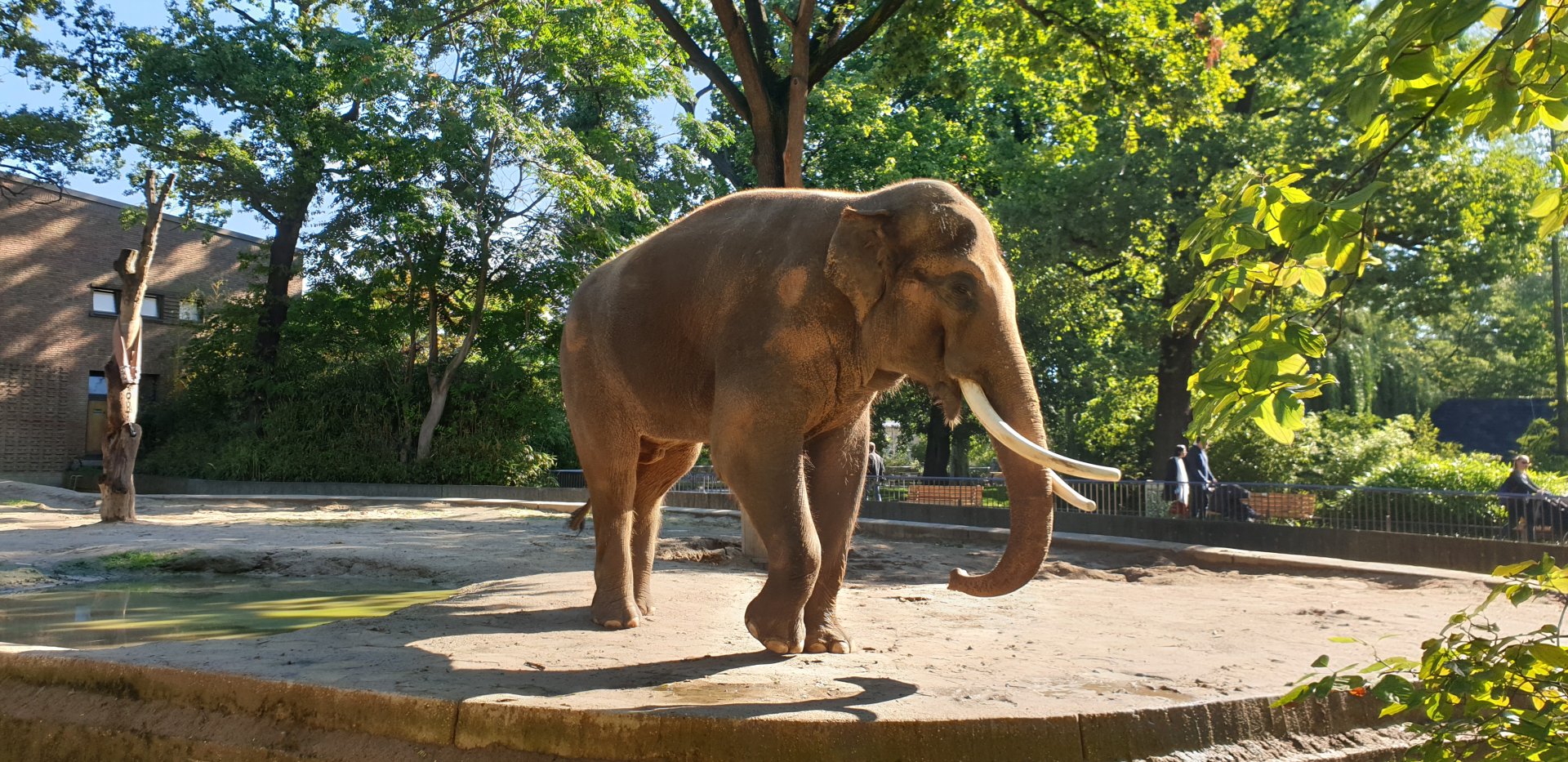 Asian Elephant